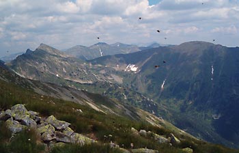 Roháče - mouchy