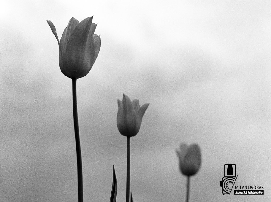 Tulipány