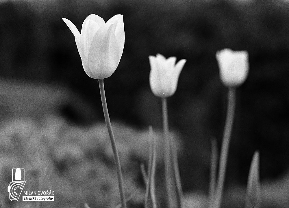 Tulipány II.